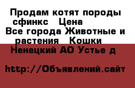 Продам котят породы сфинкс › Цена ­ 4 000 - Все города Животные и растения » Кошки   . Ненецкий АО,Устье д.